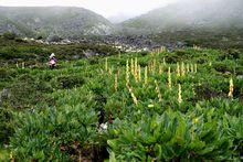 康定田海子雪山下的流石灘（大青樹攝影）