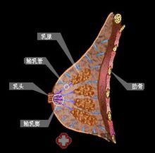 乳腺囊腫