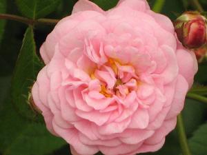 Rosa chinensis