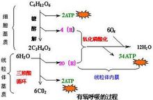 有氧呼吸圖解