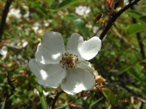 高山薔薇