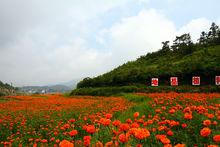 虹山萬壽菊