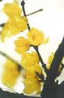 Chimonanthus praecox