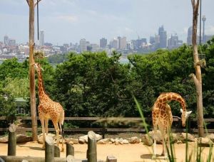 塔龍加動物園