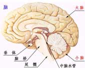 急性中毒性腦病