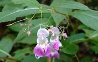 天目山鳳仙花（原變種）