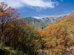 牛山[陝西安康牛山]