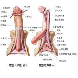 冠狀溝[陰莖頸的俗稱]