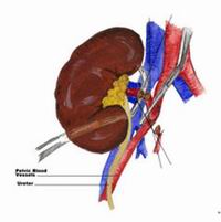 燒傷後急性腎功能衰竭