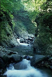 丹澤大山國定公園——山間溪流