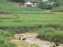 馬田村[雲南省保山市隆陽區楊柳鄉下轄村]