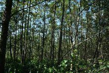 鄭家自然村[雲南省鳳慶縣新華鄉下轄村]