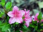 Rhododendron simsii