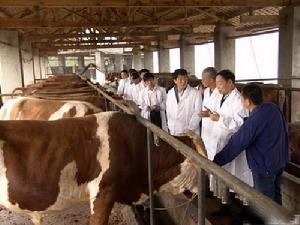 山東信誠肉牛羊養殖場