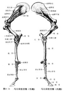 前肢骨