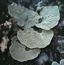 楔葉鹿角珊瑚