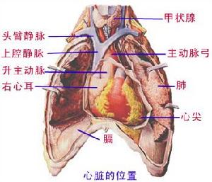 心內膜彈性纖維增生症