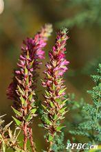 三春水柏枝 Myricaria paniculata