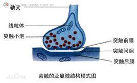 再攝取