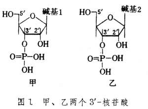 核酸的人工合成