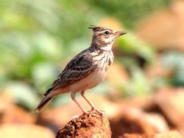 鳳頭百靈埃及亞種