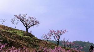 桐廬山花節