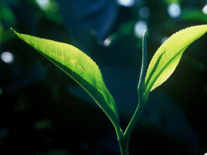 峨眉紅山茶