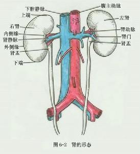 異帕黴素