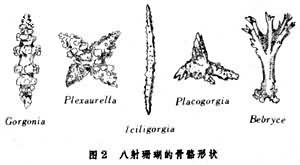 腔腸動物門（化石）