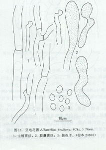 亞地花菌