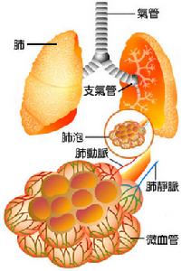 （圖）肺泡