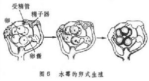 受精（植物）