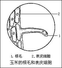 根毛