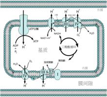 線上粒體裡發生的化學滲透