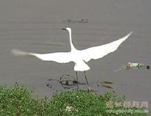 廣東湛江市濱湖公園野生鳥類