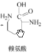 賴氨酸