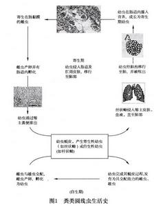 類圓線蟲病