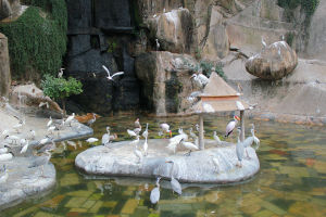 鼓浪嶼百鳥園