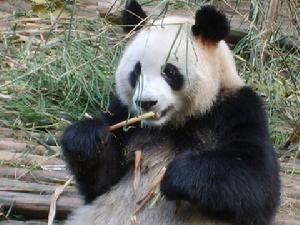 熊貓繁育基地