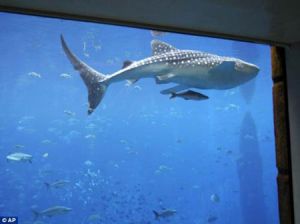 沖繩水族館