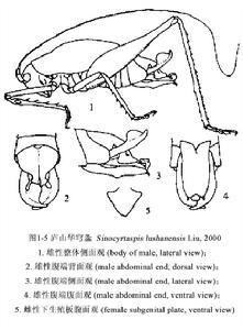 廬山華穹螽