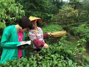 五桂山紅茶  茶園