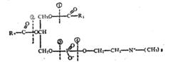圖1 卵磷脂可被酶水解的部位