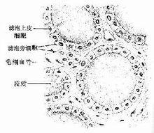 甲狀腺濾泡腔