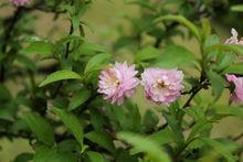 粉花重瓣麥李