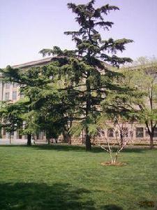 山東農業大學林學院