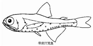 （圖）比氏燈籠棘鮫