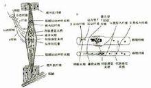 梭內肌