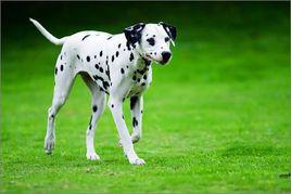 大麥町犬[犬科動物]