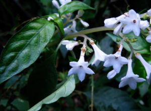 垂花蛇根草